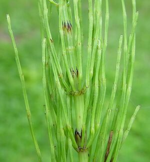Equisetum-arvense-ln-ahaines-f.jpg