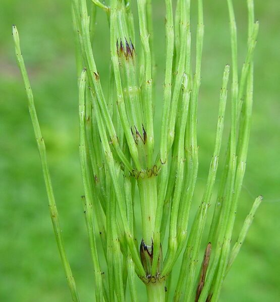 Fișier:Equisetum-arvense-ln-ahaines-f.jpg