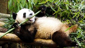 Bambus panda.jpg