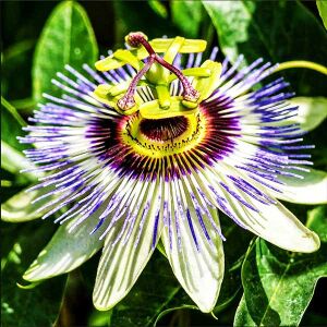 Flower passiflora.jpg