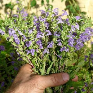 Dracocephalum plant.jpg